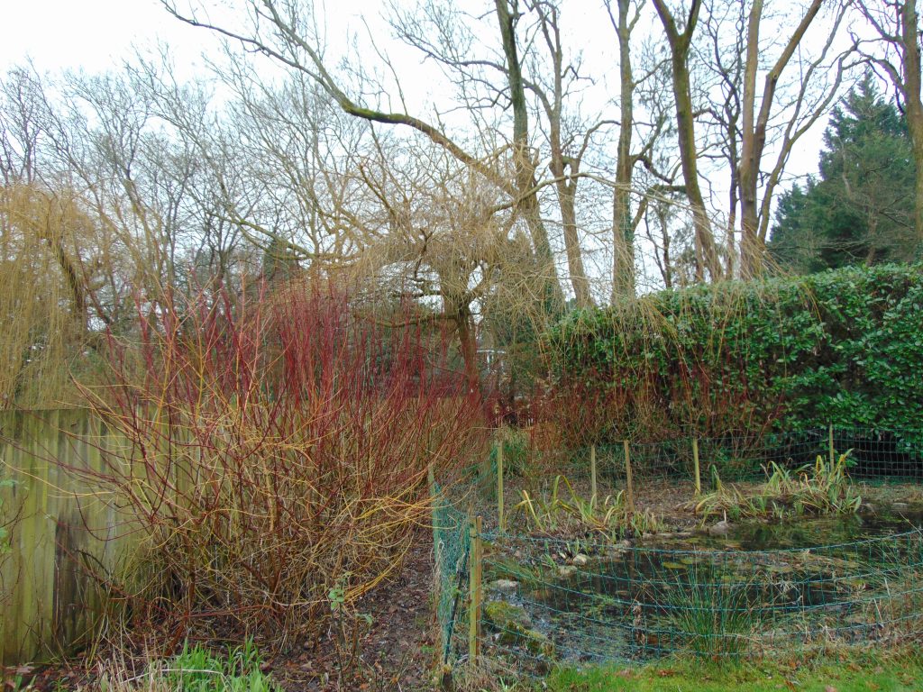 garden maintenance new milton