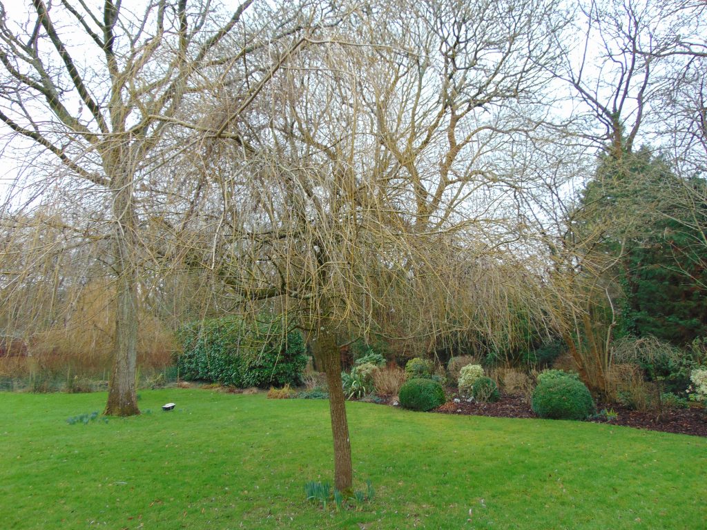 garden maintenance new milton