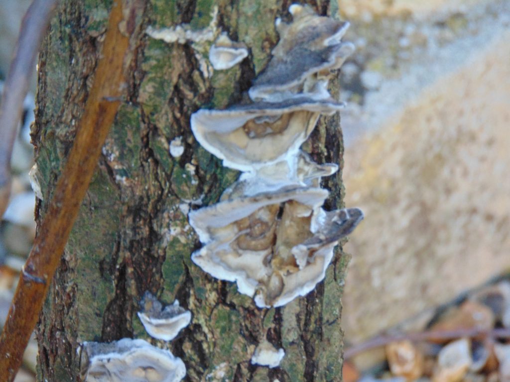 garden maintenance new milton