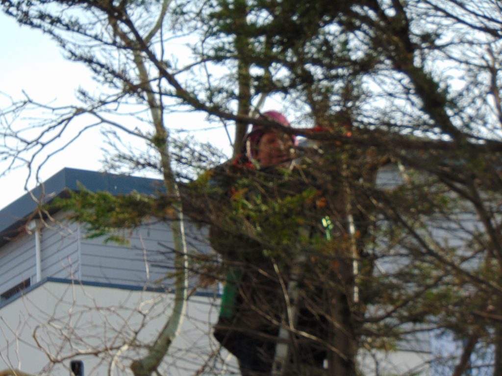 garden maintenance new milton