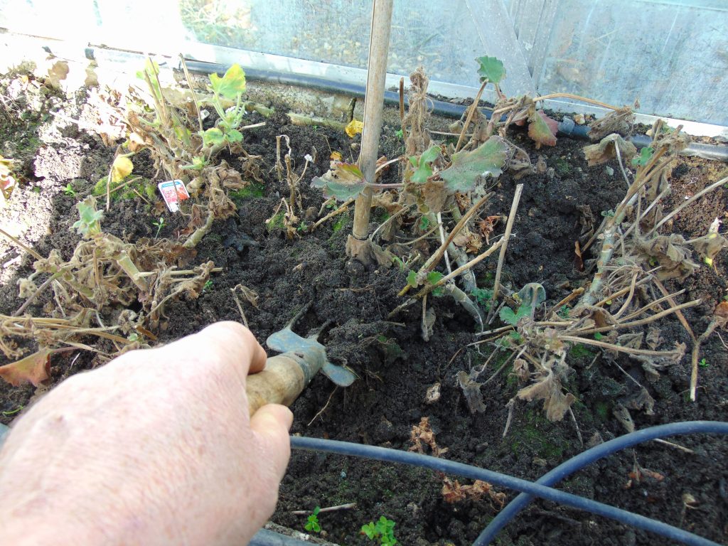 garden maintenance new milton