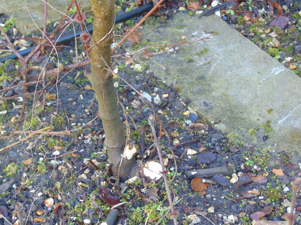 garden maintenance new milton