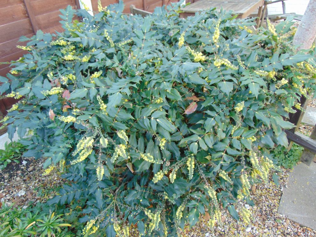 garden maintenance new forest